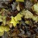 Autumn yellows